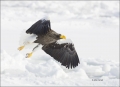 Stellers-Sea-Eagle;Sea-Eagle;Eagle;Flight;Stellers-Sea-Eagle;Haliaeetus-pelagicu